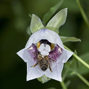 Honey bee (Apis mellifera) nectaring on Bonnet bellflower (Codonopsis clematidea)