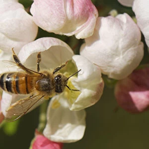 Honey bee (Apis mellifera) nectaring on a Crab apple (Malus sylvestnis