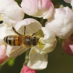 Honey bee nectaring on Crab apple flower Print Honey bee nectaring on Crab apple flower Print