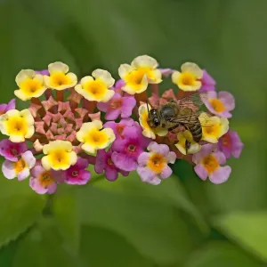Honey Bee Nectaring on Lantana Print Honey Bee Nectaring on Lantana Print