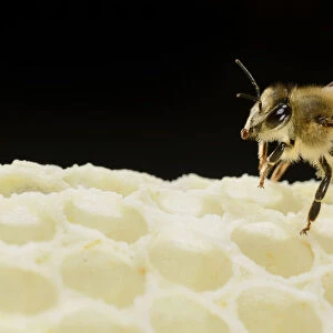 Honey bee (Apis mellifera) worker on freshly made honey comb, Kiel, Germany, May