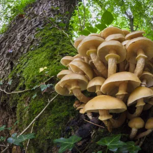 Honey Fungus (Armillaria mellea) growing on mature Ash tree (Fraxinus excelsior)