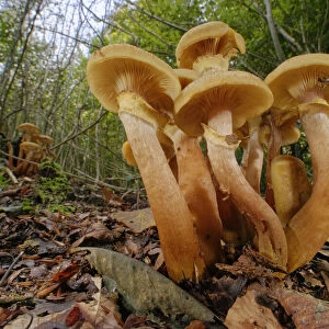 Honey fungus (Armillaria mellea) clumps in deciduous woodland, Buckholt Wood NNR