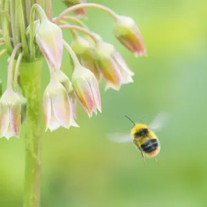 Honey garlic (Nectaroscordium siculum) with Bumblebee in flight Honey garlic (Nectaroscordium siculum) with Bumblebee in flight