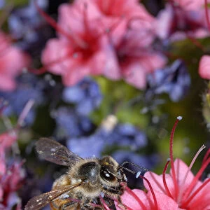 Honeybee (Apis melifera) visiting Tajinaste rojo (Echium wildpretii)