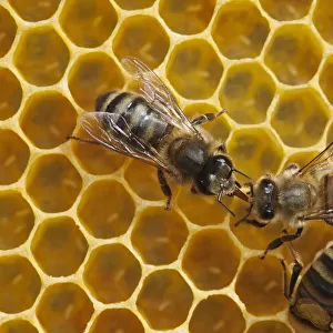 Honeybee workers exchanging food - known as trophallaxis (Apis mellifera) Sussex, UK