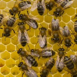 Honeybees (Apis mellifera) on honeycomb. Scotland, UK, May 2010