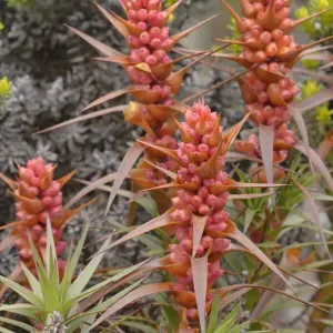 Honeybush (Richea scoparia). Tasmania, Australia. Diciembre. Honeybush (Richea scoparia). Tasmania, Australia. Diciembre.