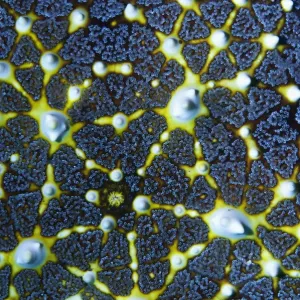Honeycomb or Cushion starfish (Pentaceraster alveolatus) close up. Oreasteridae Honeycomb or Cushion starfish (Pentaceraster alveolatus) close up. Oreasteridae