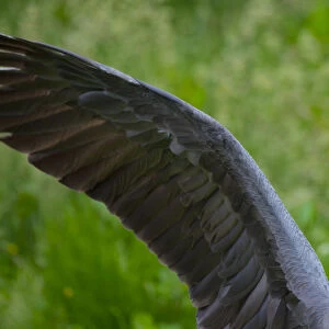 Hooded crane (Grus monacha) flapping wings, captive