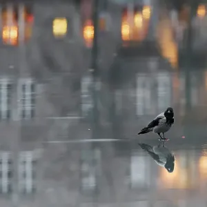 Hooded crow (Corvus corone cornix) standing on water-covered ice, with reflection of buildings at sunset in background, Helsinki, Finland. December. Vuoden luontokuva Finland's Nature Photograph of the Year Competition 2022 - Competition winner 2nd pl Hooded crow (Corvus corone cornix) standing on water-covered ice, with reflection of buildings at sunset in background, Helsinki, Finland. December. Vuoden luontokuva Finland's Nature Photograph of the Year Competition 2022 - Competition winner 2nd pl