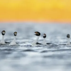 Hooded grebes (Podiceps gallardoi) and Silvery grebe (Podiceps occipitalis) Hooded grebes (Podiceps gallardoi) and Silvery grebe (Podiceps occipitalis)