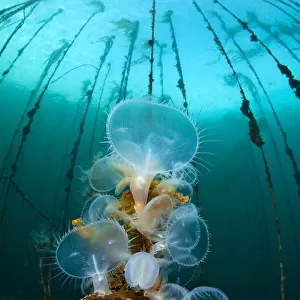 Hooded nudibranchs (Melibe leonina) filter feeding beneath bull kelp