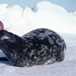 Hooded seal male display {Cystophora cristata} St Lawrence gulf, Canada