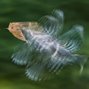Hoopoe (Upupa epops) in flight, Hungary. Multi flash, long exposure. Winner, Eric Hosking award