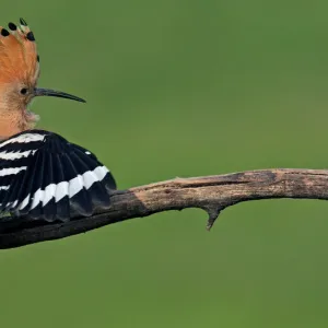 Hoopoe (Upupa epops) landing on branch, Hortobagy NP, Hungary