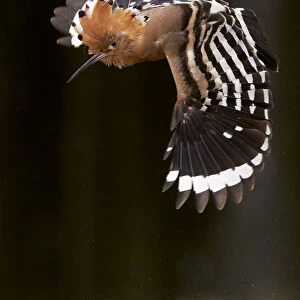 Hoopoe (Upupa epops) male in flight, Hungary May
