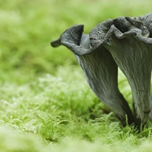 Horn of Plenty / Black Chanterelle (Craterellus cornucopioides) mushroom. Ebernoe Common