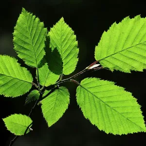 Hornbeam (Carpinus betulus) foliage backlit on a spring afternoon, Dorset, UK. May Hornbeam (Carpinus betulus) foliage backlit on a spring afternoon, Dorset, UK. May