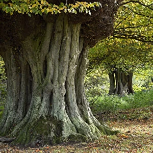 Hornbeam trees (Carpinus betulus) ancient pollards, Hatfield Forest, Essex, England