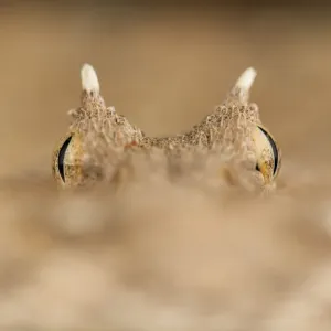 Horned adder (Bitis caudalis) eyes and horns, Swakopmund, Erongo, Namibia