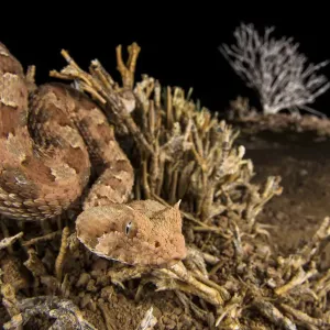 Namib Desert Horned Adder Print Namib Desert Horned Adder Print