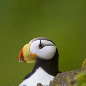 Horned puffin (Fratercula corniculata) close-up portrait, St. Paul Island, Pribilofs