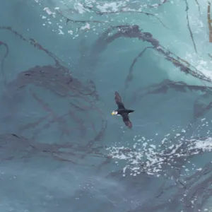 Horned Puffin (Fratercula corniculata) flying over a pattern of kelp and sea foam