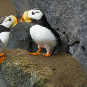 Horned puffins (Fratercula corniculata), one landing with outspread wings, to join