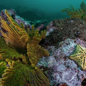 Horned sea star / Chocolate chip sea star (Protoreaster nodosus) on the rocky seabed, Isabela Island, Galapagos Islands, Pacific Ocean Horned sea star / Chocolate chip sea star (Protoreaster nodosus) on the rocky seabed, Isabela Island, Galapagos Islands, Pacific Ocean