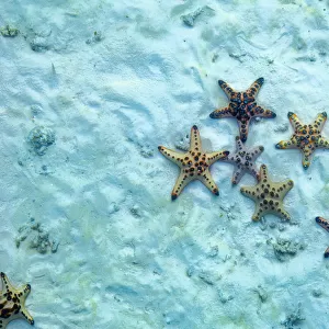 Horned sea star (Protoreaster nodosus ) on sea bed. Malaysia, Indo-Pacific