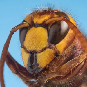 Hornet Head Print Hornet Head Print