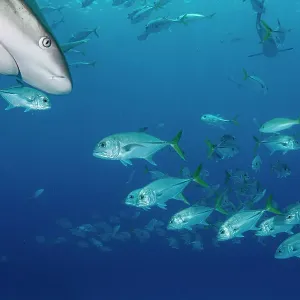 Horse-eye jack fish (Caranx latus) schooling around Caribbean reef sharks (Carcharhinus perezi) near Eleuthera Island, Bahamas, North Atlantic Ocean Horse-eye jack fish (Caranx latus) schooling around Caribbean reef sharks (Carcharhinus perezi) near Eleuthera Island, Bahamas, North Atlantic Ocean