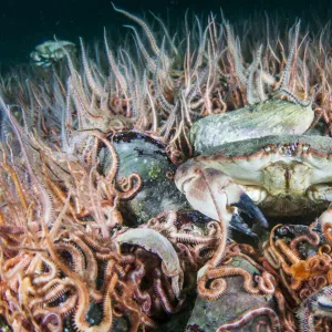 Horse mussel (Modiolus modiolus) bed with Brittlestars (Ophiothrix fragilis) and Edible crab