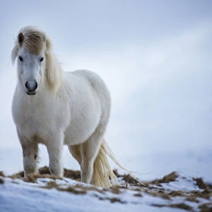 Horse near Helgafell, Snaefellsness Peninsula, Iceland, March 2015