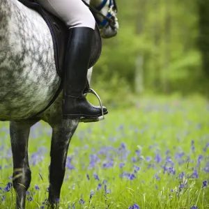 Horse and rider trekking through bluebell wood Brecon Beacons National Park, Powys