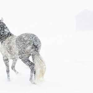 Horse in snow storm with shed in background, USA
