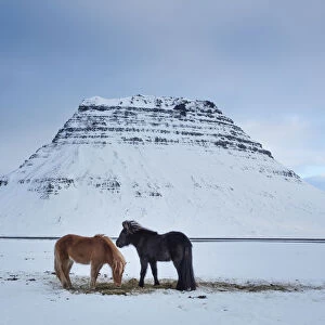 Horses grazing in the snow in front of Kirkjufell, Snaefellsness Peninsula, Iceland