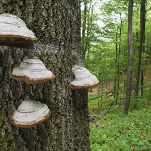 Pferdekopf / Feuernuss (Fomes fomentarius) auf Baumstamm, europäische Birke Pferdekopf / Feuernuss (Fomes fomentarius) auf Baumstamm, europäische Birke