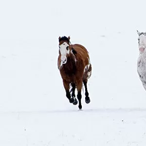 Horses running in the snow, Flitner Ranch, Shell, Wyoming, USA