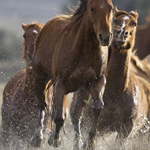 Horses running through water at Sombrero Ranch, Craig, Colorado, USA