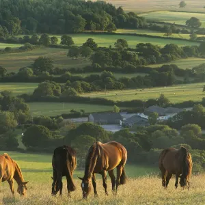 Horses grazing on Bulbarrow Hill print Horses grazing on Bulbarrow Hill print