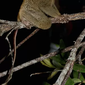 Horsfields tarsier / Western tarsier ( Tarsius bancanus ssp. saltator) Belitung Island