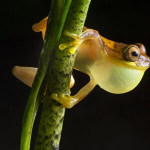 Hourglass treefrog (Dendropsophus ebraccatus) male with inflated vocal sac calling at night