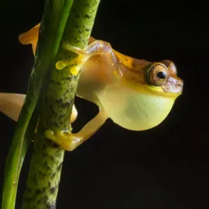 Hourglass treefrog print, a male with an inflated vocal sac Hourglass treefrog print, a male with an inflated vocal sac
