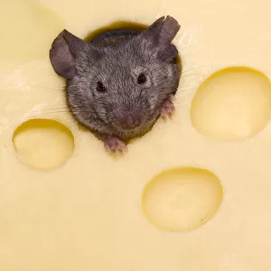 House Mouse (Mus musculus) peering through hole in cheese. Captive
