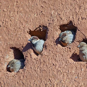 House sparrow (Passer domesticus) colony in building, Northern Morocco