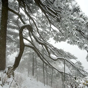 Huangshan pine (Pinus huangensis) in snow, Huangshan / Yellow Mountain, UNESCO World Heritage Site
