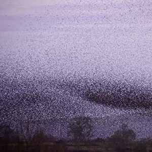Huge flock of Common starlings (Sturnus vulgaris) flying in to roost over the reed beds at dusk