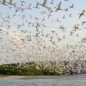 Huge flock of White ibis (Eudocimus albus) in breeding plumage, flying to their mangrove-covered